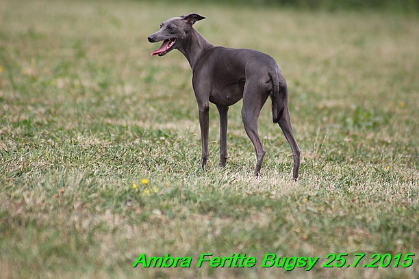 Ambra- Lolly Feritte Bugsy x Legolas Gil Endor (19)