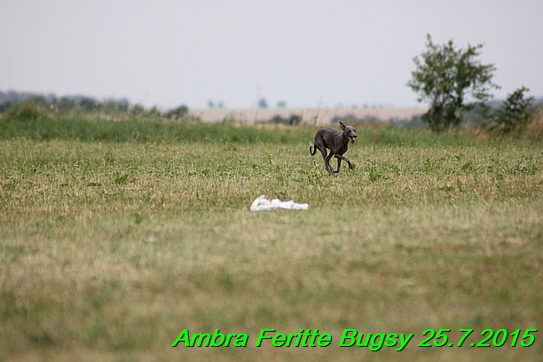 Ambra- Lolly Feritte Bugsy x Legolas Gil Endor (20)