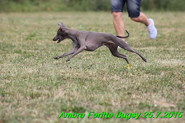 Ambra- Lolly Feritte Bugsy x Legolas Gil Endor (25)