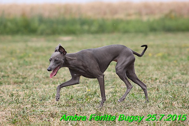 Ambra- Lolly Feritte Bugsy x Legolas Gil Endor (26)