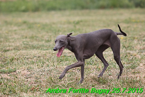 Ambra- Lolly Feritte Bugsy x Legolas Gil Endor (27)