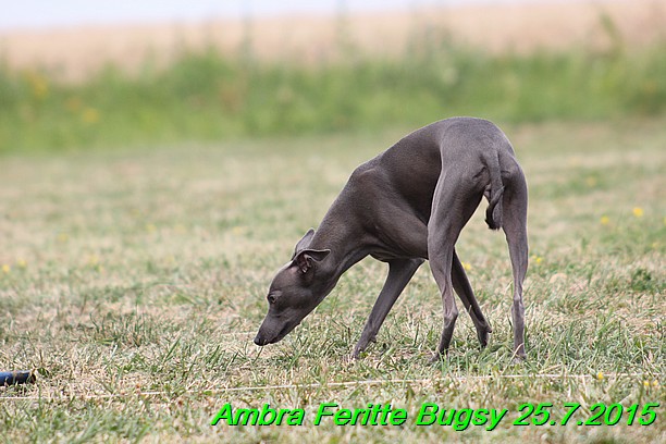 Ambra- Lolly Feritte Bugsy x Legolas Gil Endor (28)