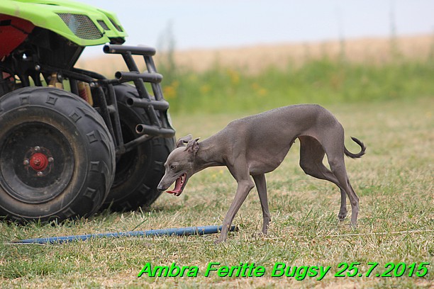 Ambra- Lolly Feritte Bugsy x Legolas Gil Endor (29)