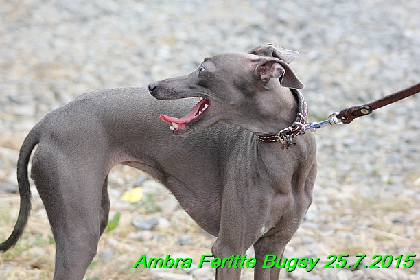 Ambra- Lolly Feritte Bugsy x Legolas Gil Endor (35)