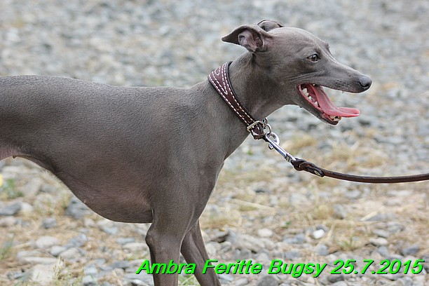 Ambra- Lolly Feritte Bugsy x Legolas Gil Endor (36)