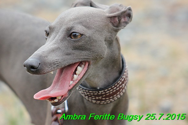 Ambra- Lolly Feritte Bugsy x Legolas Gil Endor (37)