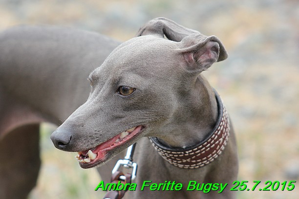 Ambra- Lolly Feritte Bugsy x Legolas Gil Endor (38)