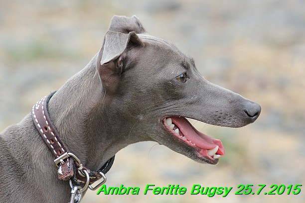 Ambra- Lolly Feritte Bugsy x Legolas Gil Endor (39)