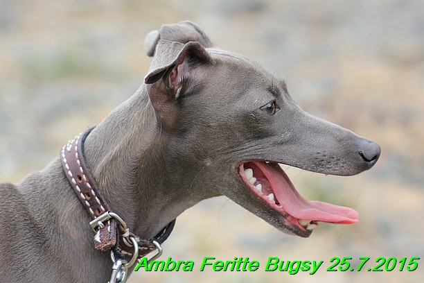 Ambra- Lolly Feritte Bugsy x Legolas Gil Endor (40)