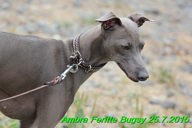 Ambra- Lolly Feritte Bugsy x Legolas Gil Endor (41)