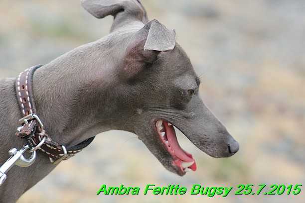 Ambra- Lolly Feritte Bugsy x Legolas Gil Endor (42)