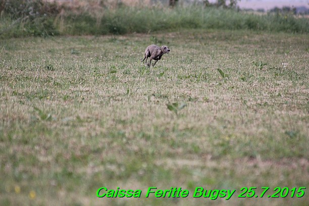 Caissa Feritte Bugsy 25.7.2015 (1)