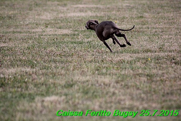 Caissa Feritte Bugsy 25.7.2015 (2)