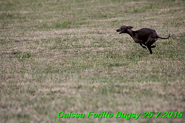 Caissa Feritte Bugsy 25.7.2015 (3)