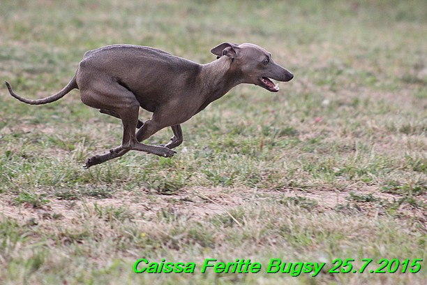 Caissa Feritte Bugsy 25.7.2015 (4)