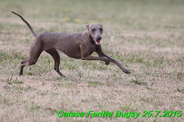 Caissa Feritte Bugsy 25.7.2015 (5)