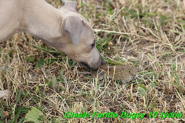 Gisele Feritte Bugsy 25.7.2015 (30)