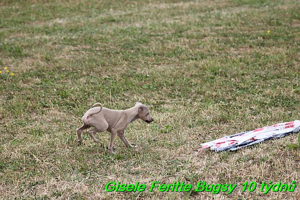 Gisele Feritte Bugsy 25.7.2015 (52)