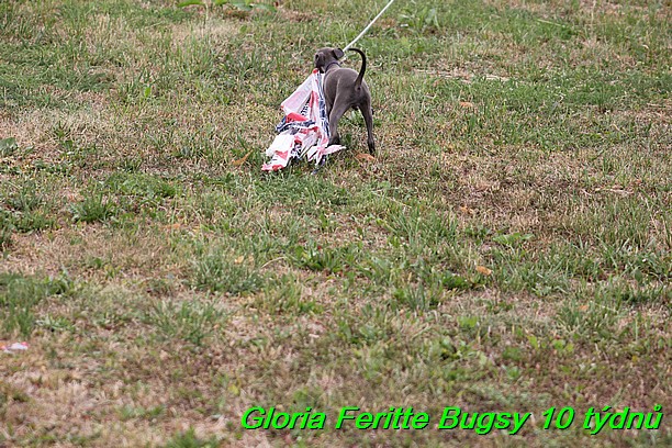 Gloria Feritte Bugsy 25.7.2015 (12)