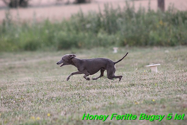 Honey Feritte Bugsy 25.7.2015 (1)