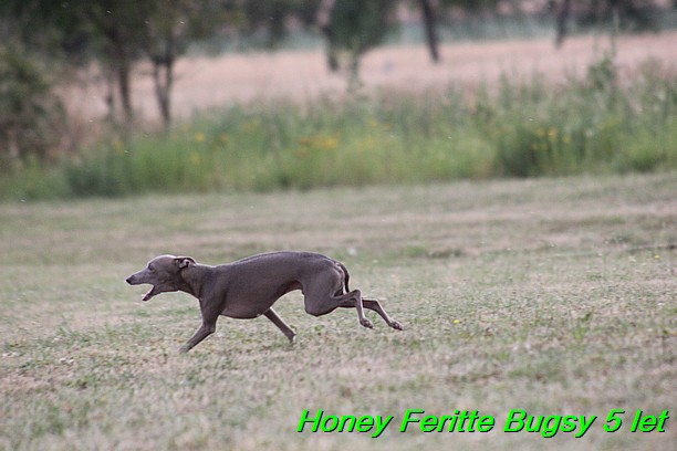 Honey Feritte Bugsy 25.7.2015 (2)