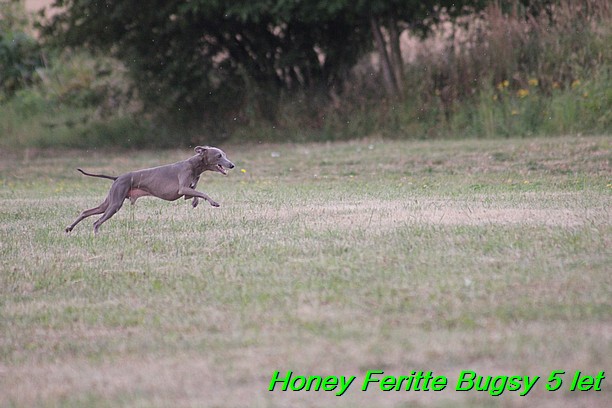 Honey Feritte Bugsy 25.7.2015 (4)