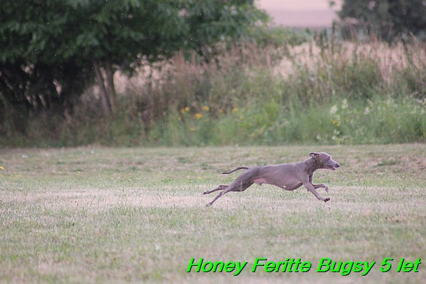 Honey Feritte Bugsy 25.7.2015 (5)