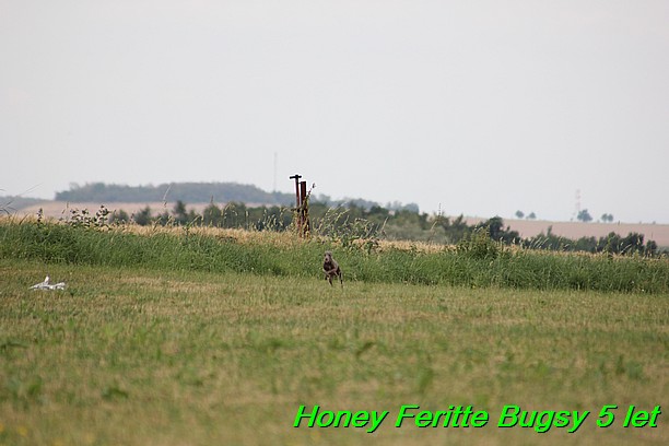 Honey Feritte Bugsy 25.7.2015 (7)