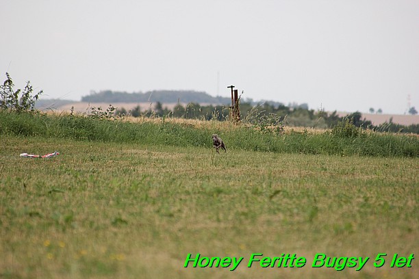 Honey Feritte Bugsy 25.7.2015 (8)