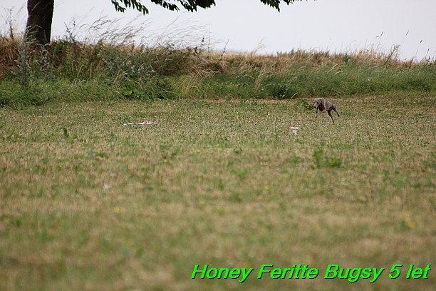 Honey Feritte Bugsy 25.7.2015 (9)