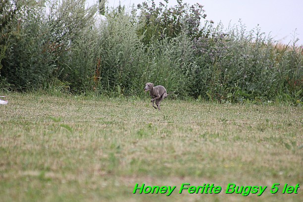 Honey Feritte Bugsy 25.7.2015 (11)