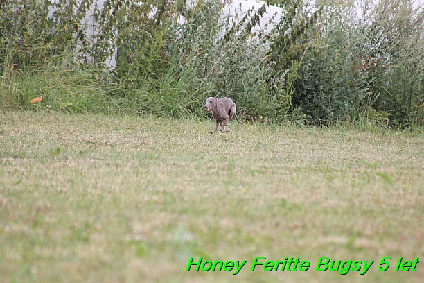 Honey Feritte Bugsy 25.7.2015 (12)