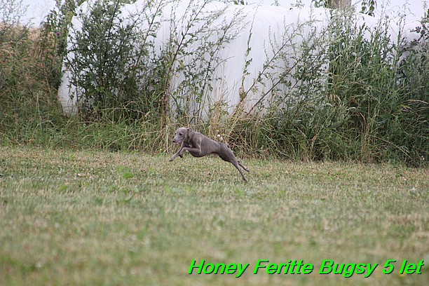 Honey Feritte Bugsy 25.7.2015 (13)