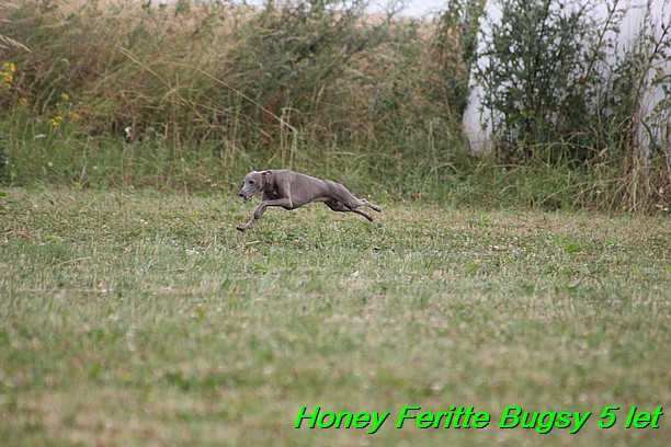 Honey Feritte Bugsy 25.7.2015 (14)