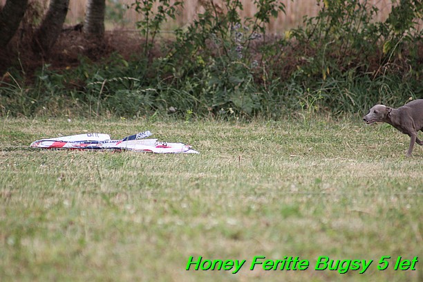 Honey Feritte Bugsy 25.7.2015 (15)
