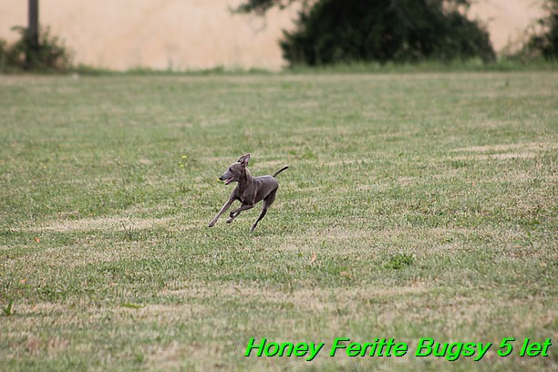 Honey Feritte Bugsy 25.7.2015 (18)