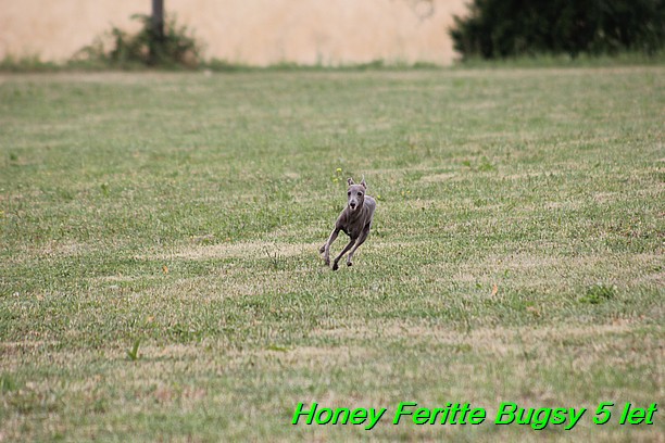 Honey Feritte Bugsy 25.7.2015 (19)