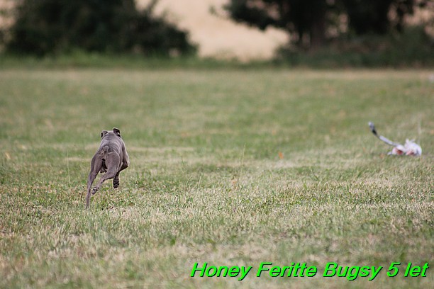 Honey Feritte Bugsy 25.7.2015 (20)
