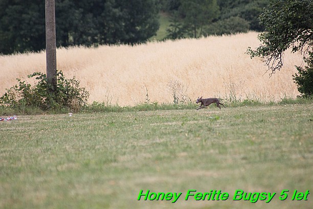 Honey Feritte Bugsy 25.7.2015 (22)
