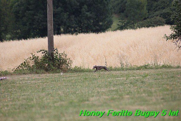 Honey Feritte Bugsy 25.7.2015 (23)