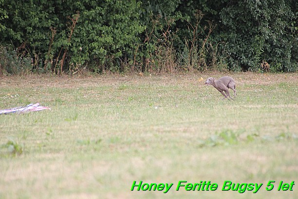 Honey Feritte Bugsy 25.7.2015 (25)