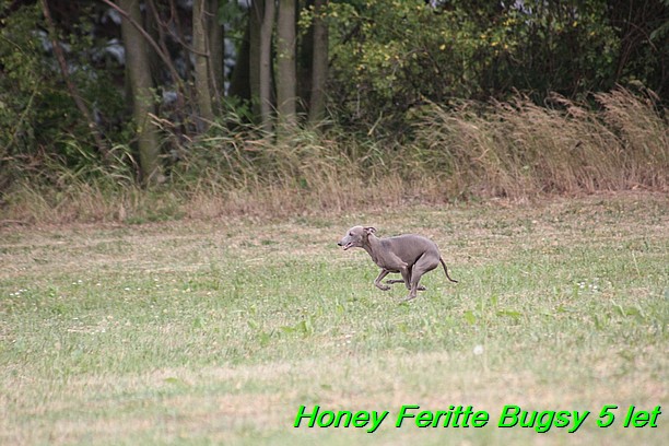 Honey Feritte Bugsy 25.7.2015 (28)