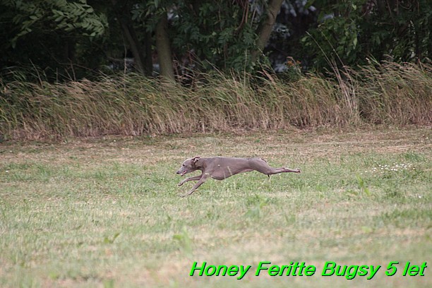 Honey Feritte Bugsy 25.7.2015 (30)