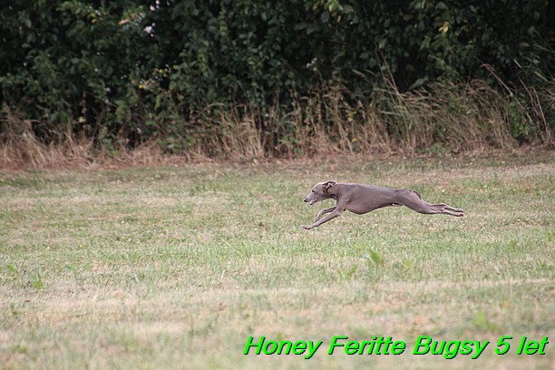 Honey Feritte Bugsy 25.7.2015 (31)