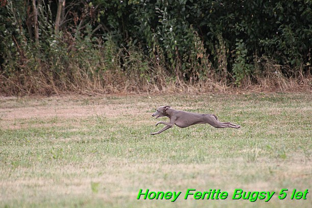 Honey Feritte Bugsy 25.7.2015 (32)
