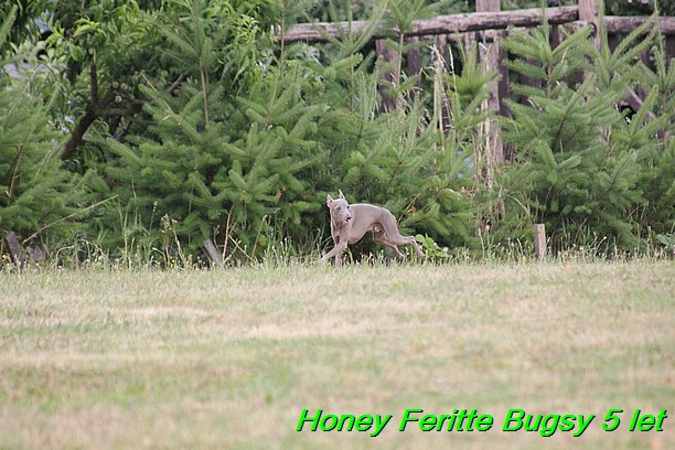 Honey Feritte Bugsy 25.7.2015 (34)