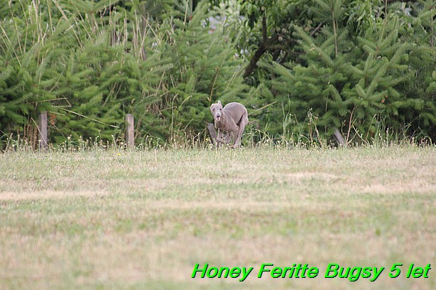 Honey Feritte Bugsy 25.7.2015 (35)