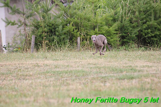 Honey Feritte Bugsy 25.7.2015 (36)