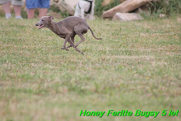 Honey Feritte Bugsy 25.7.2015 (38)