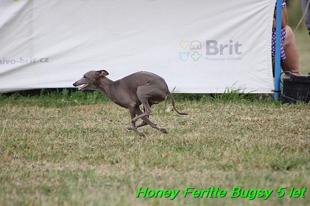 Honey Feritte Bugsy 25.7.2015 (39)